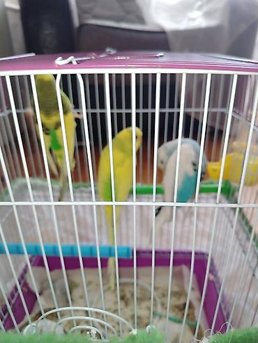 Qəfəslər: Məhsul: Dalmatian və Avstraliya cinsli dalğalı papuqaylar (budgerigar) — 4