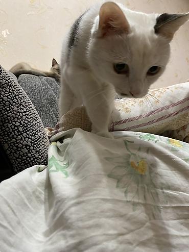 Отдам даром кошку: Кошка даром: Беспородная, 2 года, Девочка, Кастрирована, Приучена к лотку, Проглистована — 3