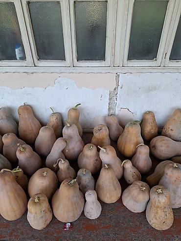 usaq dekoru: Məhsul: Balqabaq (yeməli növ, armudşəkilli – butternut tipli) — 1