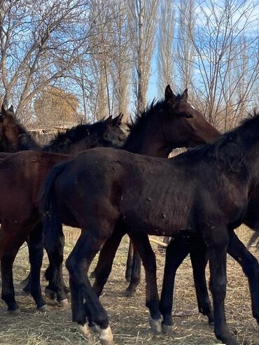 Лошади, кони: Продаю | Жеребец | Для разведения — 3