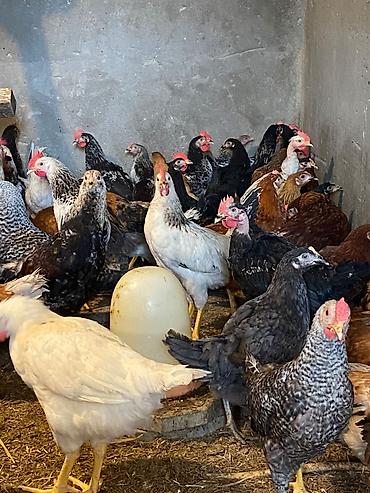 3 toyuq 3 gune: Kənd cücəsi ( Diri çəkisi 1.400 kq ) — 1