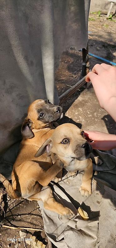 Продажа собак: Щенки смешанной породы - Окрас: рыжий/палевый с тёмной мордочкой. - — 5