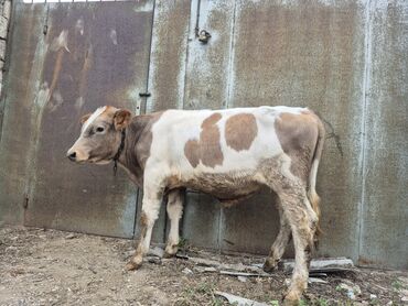 Inəklər, öküzlər: Dana, buzov, Erkək, ay: 1, 180 kq, Damazlıq, Ətlik