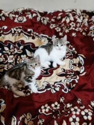 Pişiklər: Türk anqora, Dişi, Yaxşı əllərə, Ünvandan götürmə -da lalafo.az — 8 Pişiklər: Türk anqora, Dişi, Yaxşı əllərə, Ünvandan götürmə — 8