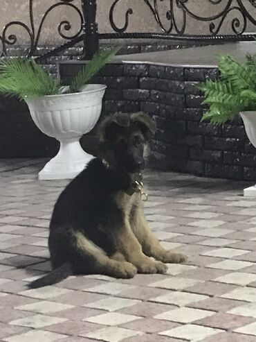 собака жалал абад: Продаю щенка немецкой овчарки (2-месяца) Девочка-Моли Имеется