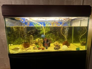 Akvariumlar: Böyük ölçülü şüşə akvarium komplekti - Ön və yanları şəffaf şüşəli — 9