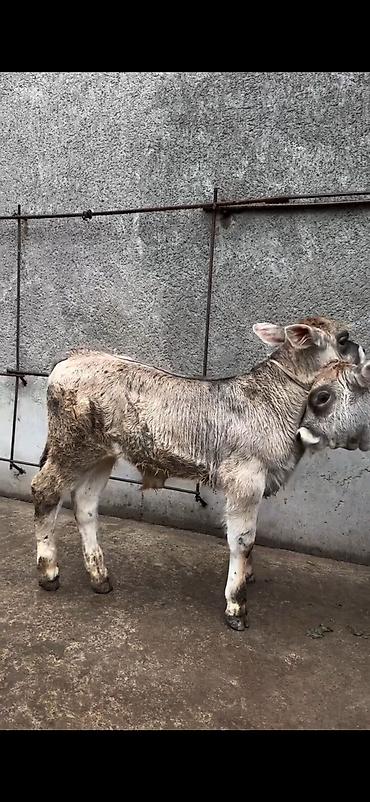 Dana, buzov: Məhsul: Dana balaları (2 baş) Xüsusiyyətlər: - Cins tipi: yerli -da lalafo.az — 11 Dana, buzov: Məhsul: Dana balaları (2 baş) Xüsusiyyətlər: - Cins tipi: yerli — 11