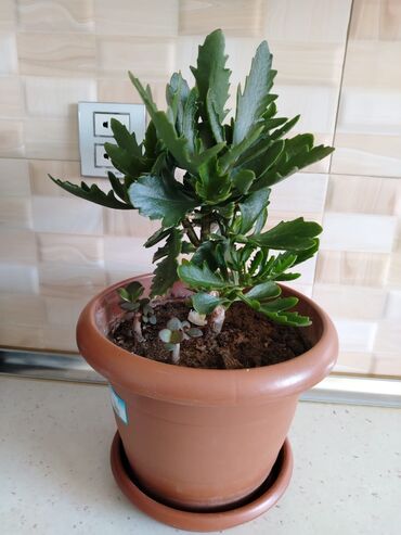 Otaq bitkiləri: Qazonlarınızı və bağlarınızı bəzəmək üçün uygundur. Gözəl görünüşü ilə -da lalafo.az — 7 Otaq bitkiləri: Qazonlarınızı və bağlarınızı bəzəmək üçün uygundur. Gözəl görünüşü ilə — 7