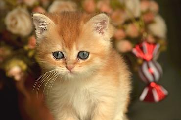 Pişiklər: Qızıl şinşilla, Erkək, Dişi, Ünvandan götürmə — 5