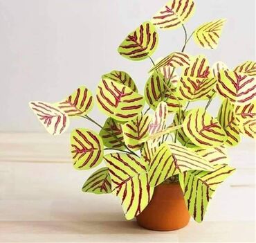 Semena i sadnice: Cena 650din 10 semenki — 8