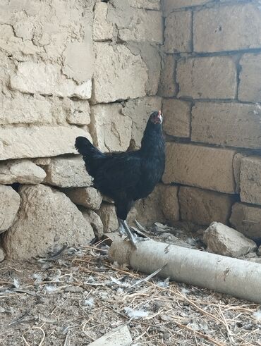 Toyuqlar: Toyuq, Australorp, Damazlıq, Ünvandan götürmə