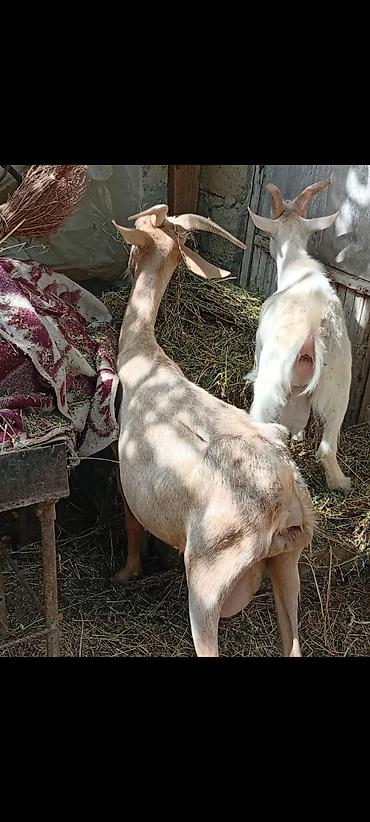 Keçilər, çəpişlər: Südlük keçi (sağmal) - Cins: yerli südlük tip - Rəng: açıq — 2