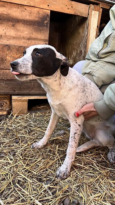 Отдам даром собаку: Собака даром: Дворняжка, 3 месяца, Самка, С прививкой — 3