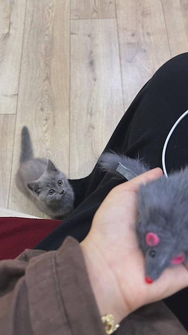 🐾 Продаётся котёнок, 3 месяца Очень игривый, ласковый и активный