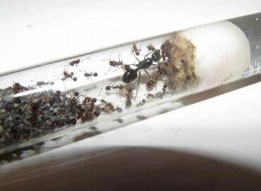 муравьи жнецы: Муравьи Мессор Структор (Жнецы) + корм на 1-2 года. Численность в