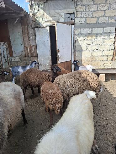 qoyun satisi 2024: Satılır Qoc, qurbanlıq quzular, cəpişlər — 3