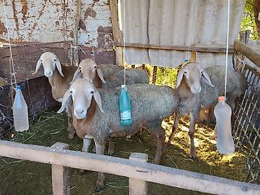 собака бишкек: Продаю | Баран (самец) | Арашан | На забой, Для разведения | Племенные, Осеменитель — 1