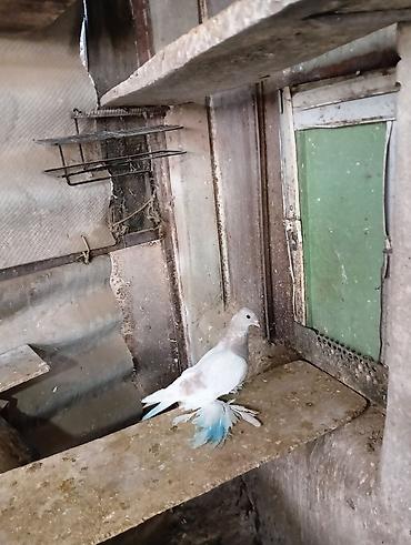 Птицы: Продаю молодых голубей 1 шт стоит пятьсот сом окончательно родители — 1
