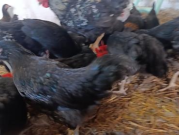 kakadu quşu: Avstralop. Xoroz ve fereler. 4 aypiglardı. Tam saglam. Aktiv — 1