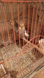 шиншилла котенок купить: Iki ədəd korella 60 manat qəfəslə bilikdə