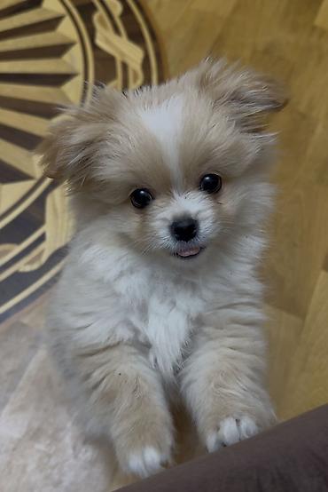 pomeranian it: Şpitz, 4 ay, Dişi, Peyvəndli — 5