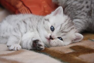 Коты: Готовы к продажи чистокровные шотландские котята (скоттиш фолд и