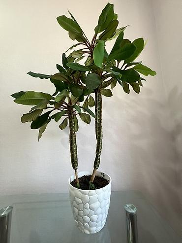 Молочаи: Молочай гребенчатый (Euphorbia leuconeura), комнатное суккулентное — 4