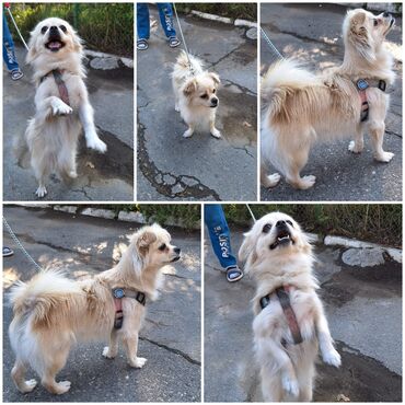 it parodaları: Pekines, 1 ay, Dişi, Peyvəndli, Ünvandan götürmə