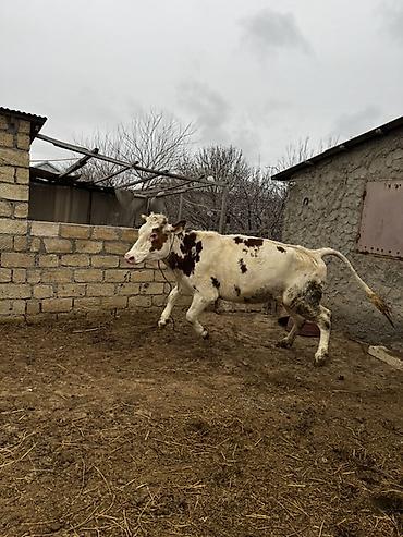 Inəklər, öküzlər: Simmenatlla ivanofka mələzi düyə satılır. Buzovluğundan məndədir.Öz — 11