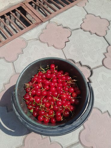 цена мясо в бишкеке сегодня: Гилас Дүңүнөн, Өзү алып кетүү