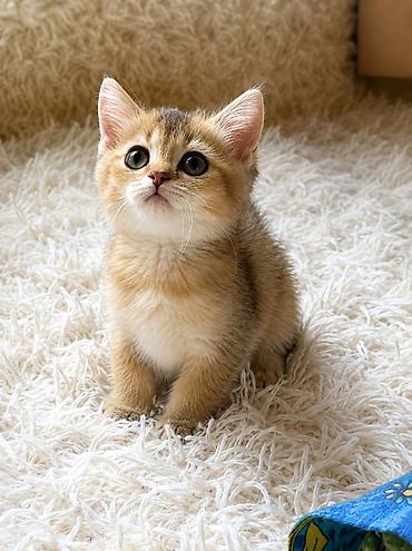 pişik ucuz: Qızıl şinşilla — 3
