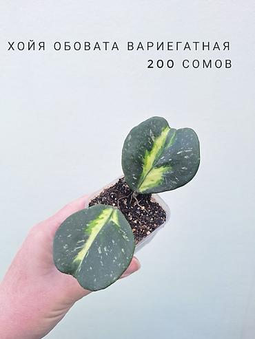 цветы орхидеи: 💚 Комнатные растения (детки/молодые растения). 🪴 Названия и цены — 6