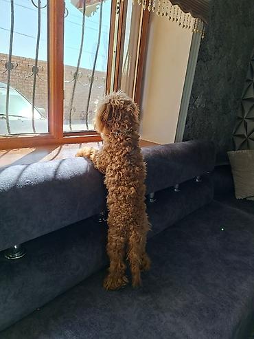 İtlər: Pudel, 7 ay, Erkek, Peyvəndli — 4