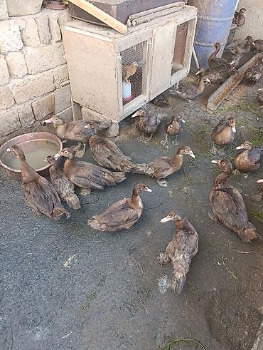 akita qiymeti: Qiymət razılaşma yolu ilə — 3