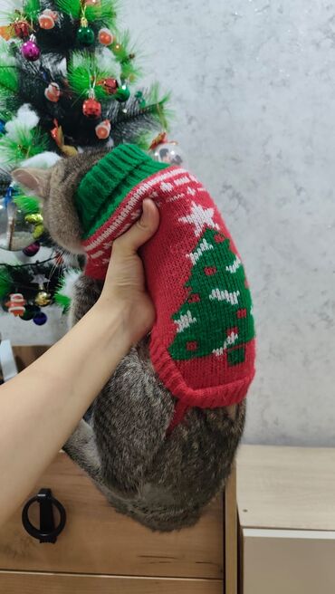 Pişiklər: Qızıl şinşilla, Erkək, Yaxşı əllərə, Ödənişli çatdırılma — 3