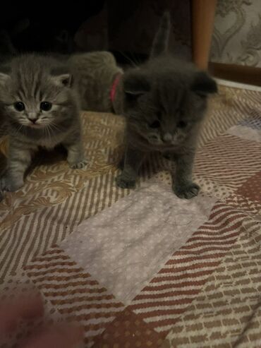 Pişiklər: Britan, Erkək, Dişi, Ünvandan götürmə -da lalafo.az — 9 Pişiklər: Britan, Erkək, Dişi, Ünvandan götürmə — 9