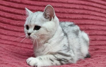 Продажа кошек: Скотиш Страйт (Шотландская прямоухая), 2 месяца, Девочка — 10