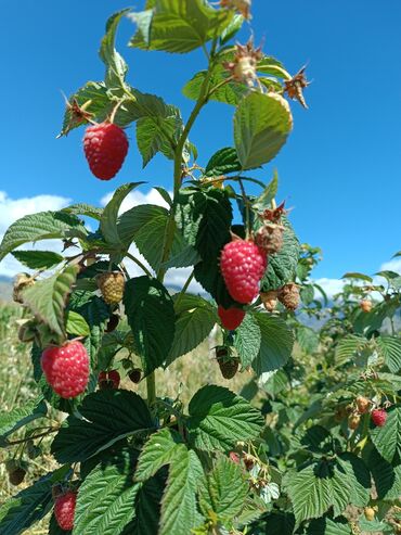 Малина: Малина Бесплатная доставка — 4