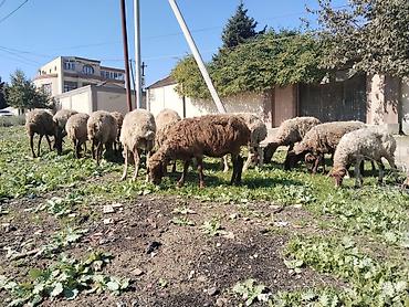bal arisi satisi: Salam tam saglam heyvanlardir 25 eded qoyundur isdeyen elaqe saxlasin — 1