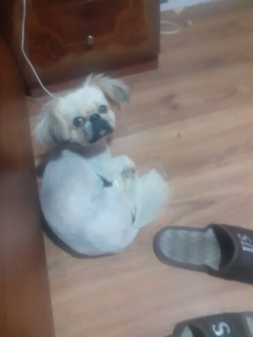 İtlər: Pekines, 1 il, Erkek, Peyvəndli