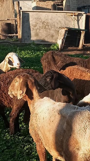 Баран, овца: Продаю | Овца (самка) at lalafo.kg — 10 Баран, овца: Продаю | Овца (самка) — 10