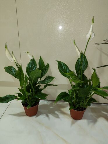 Otaq bitkiləri: Otaq dekoru üçün 4 müxtəlif qapı bitkisi paketi 1) Areka xurması — 7