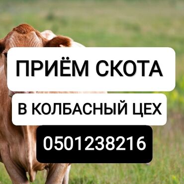 продаются бараны: Куплю | Коровы, быки, Лошади, кони, Другие с/х животные | Круглосуточно, Любое состояние, Забитый