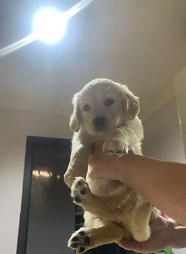 golden it: Qızılı rəngli balaca it balası – Golden Retriever tipli - Cins — 3