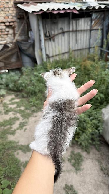 Отдам даром кошку: Котята: мальчик и девочка К латку приучены, игривые кушают очень — 14