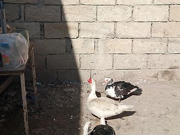 Ördəklər: Heyet balaca olduqdan satram 260 manata 12 dənədi 2 Erkey 10 dişi — 7