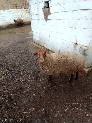 Qoyunlar, qoçlar: Qiymət cütünə ayıdır real alıcıya endirim olacaq boğaz heyvan di — 6