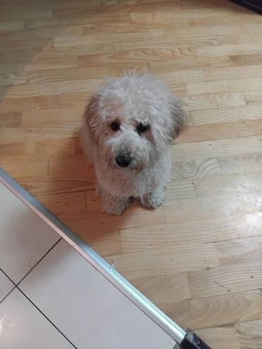 İtlər: Pudel — 1