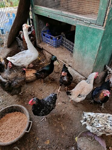 Toyuqlar: Satılır: həyət quşları (qarışıq) - Növ və rənglər: ağ qaz, ağ muskus — 3