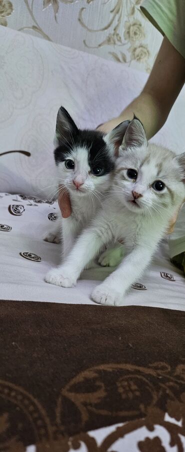 продам домик для кошки: Девочка